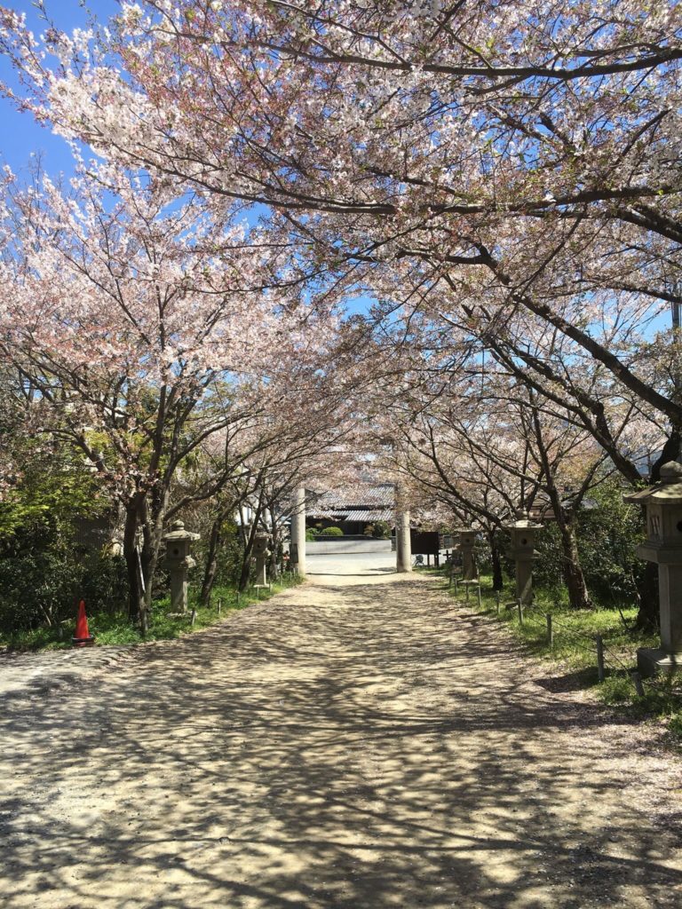 大石神社　桜